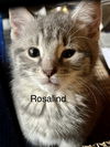 Rosalind