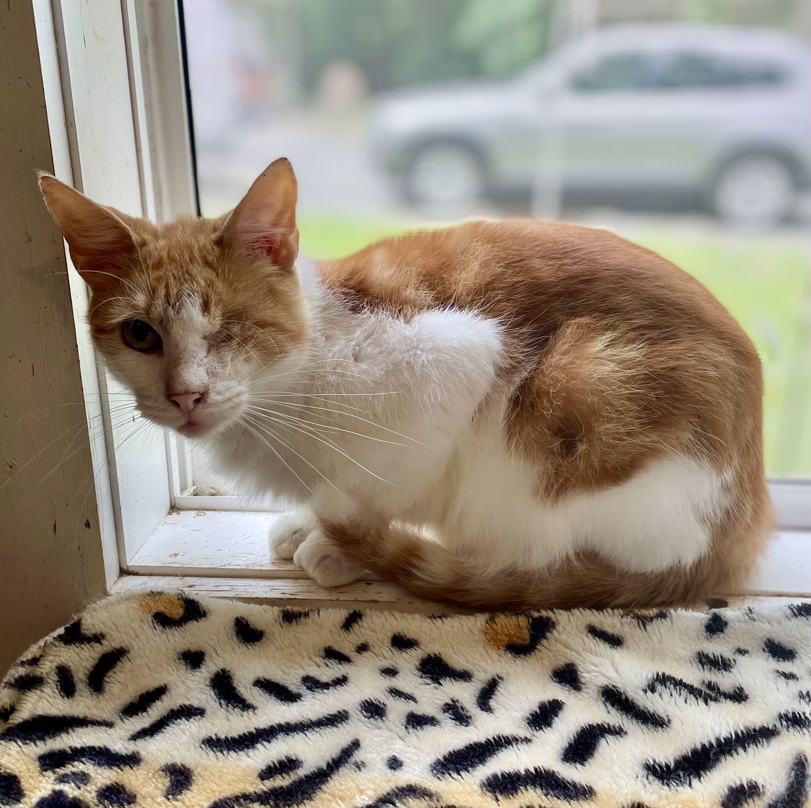 adoptable Cat in Harpers Ferry, WV named Lucas