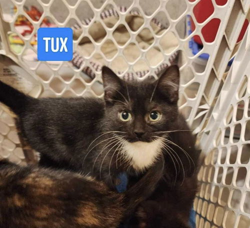 Tux