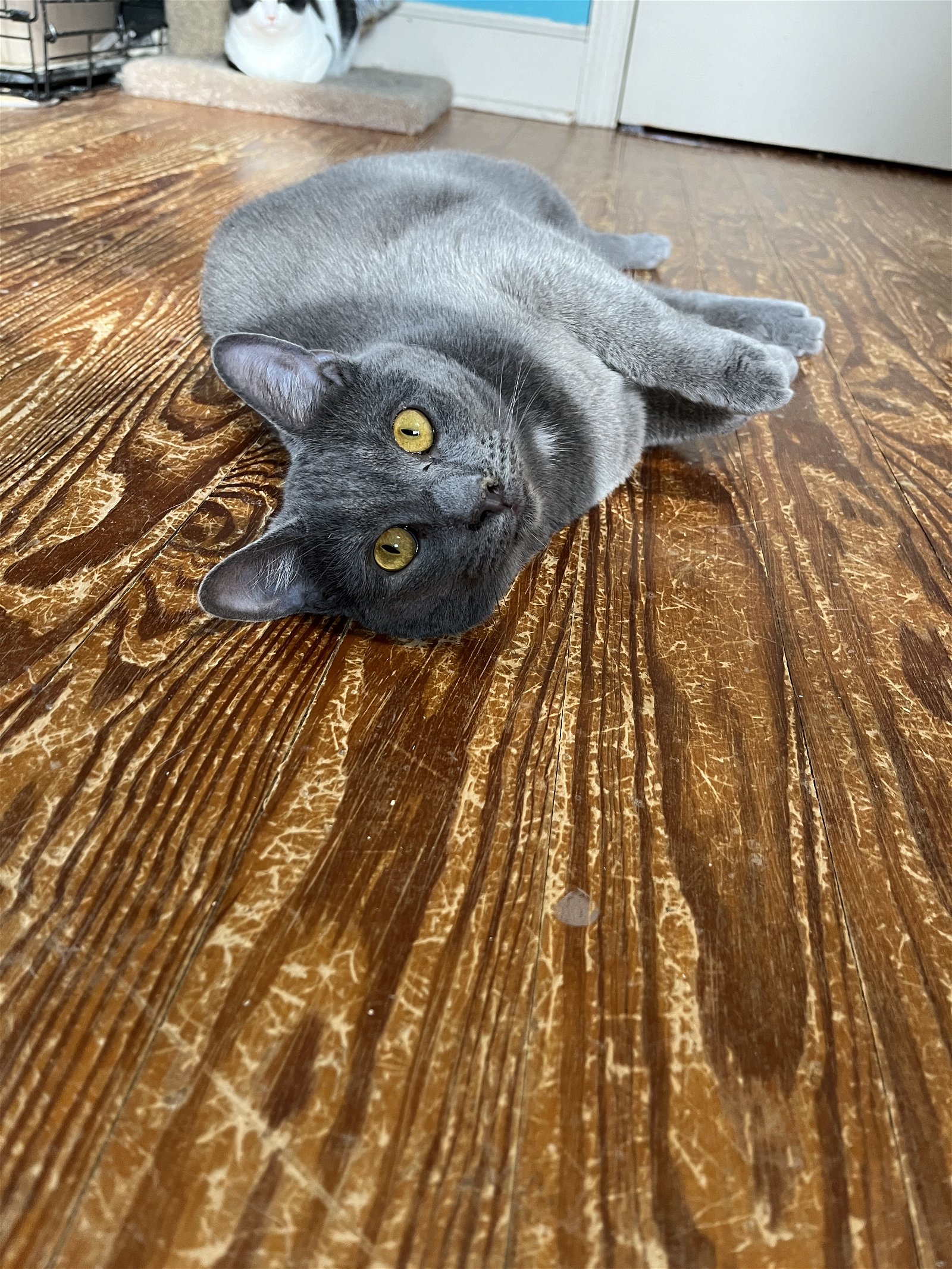 adoptable Cat in Ranson, WV named Otis