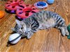 adoptable Cat in ranson, WV named Tinker