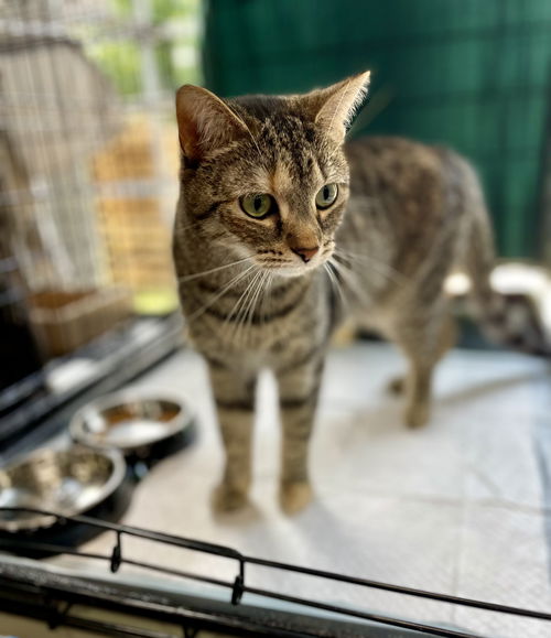 Nala