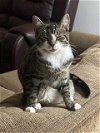 adoptable Cat in , WV named London
