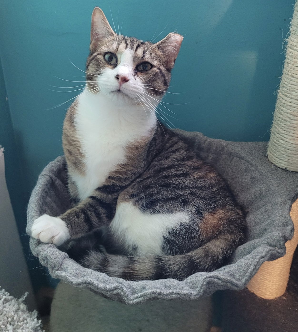 adoptable Cat in Harpers Ferry, WV named Biscuit