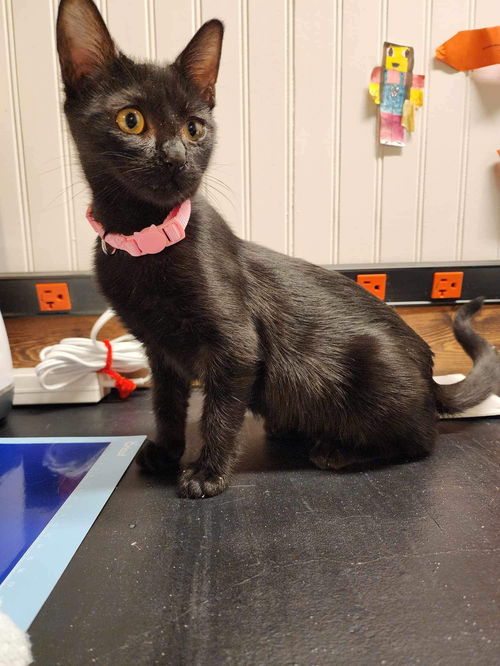 Elsa