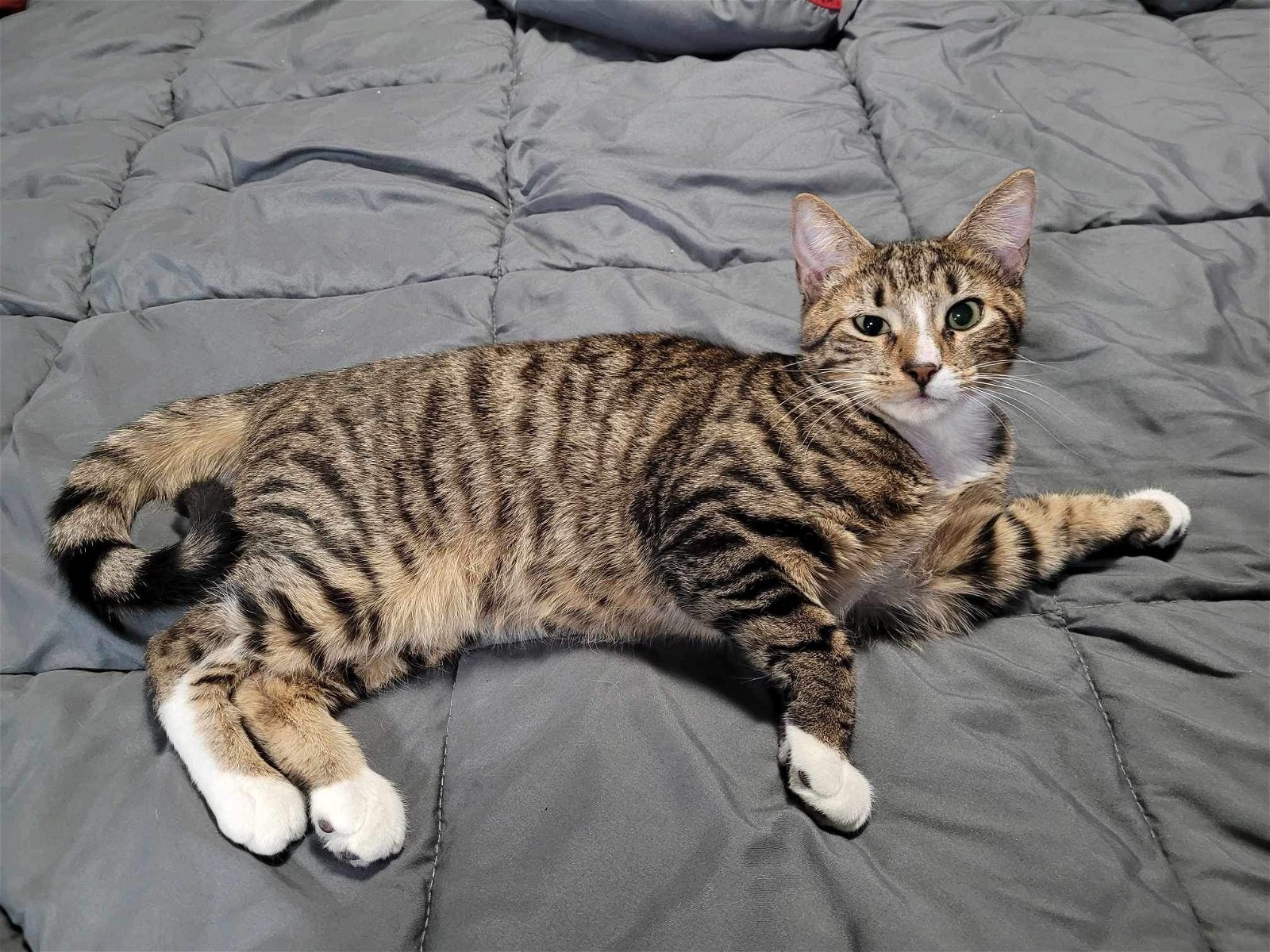 adoptable Cat in Ranson, WV named Howard