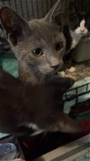 adoptable Cat in ranson, WV named Yondu
