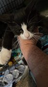 adoptable Cat in , WV named Drax