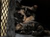 adoptable Cat in harpers ferry, WV named Cassie