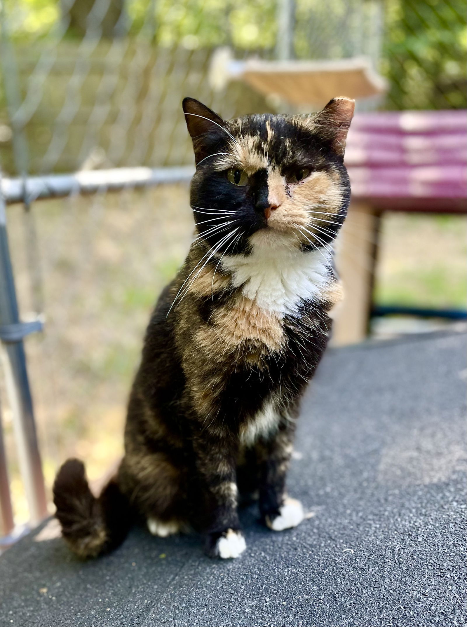 adoptable Cat in Harpers Ferry, WV named Cassie