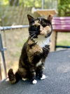 adoptable Cat in , WV named Cassie