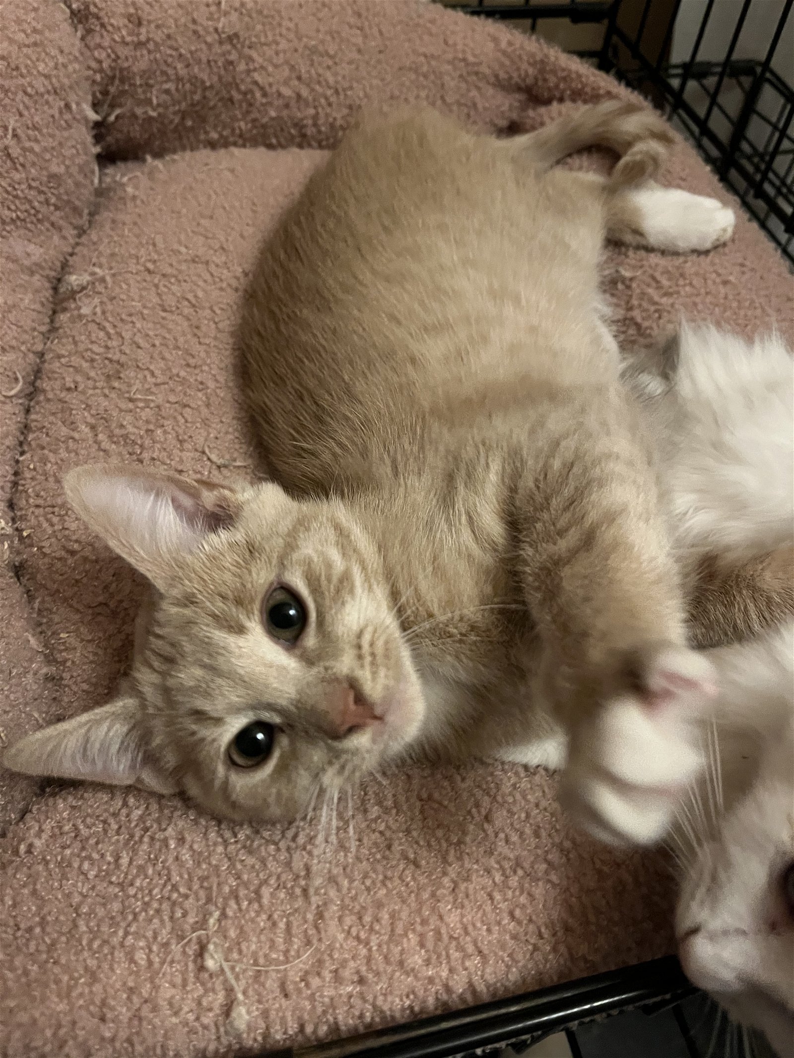 adoptable Cat in Ranson, WV named Joey