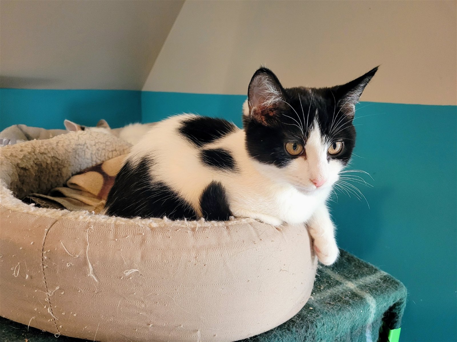 adoptable Cat in Ranson, WV named Monica