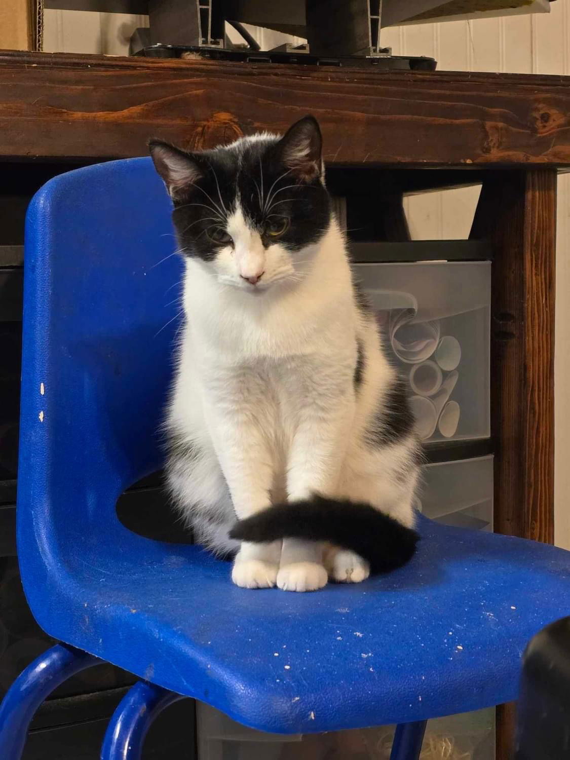 adoptable Cat in Ranson, WV named Monica