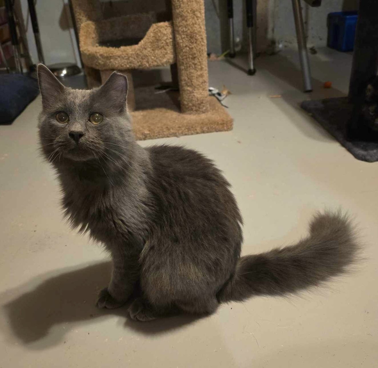 adoptable Cat in Ranson, WV named Stormy