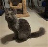 adoptable Cat in ranson, WV named Stormy