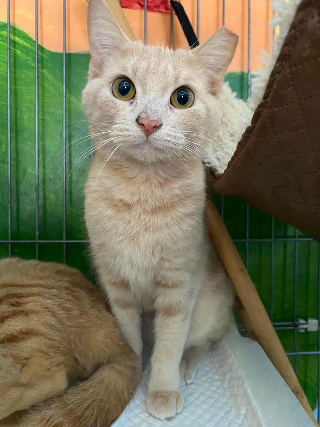 adoptable Cat in Ranson, WV named Bea Arthur