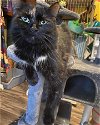 adoptable Cat in harpers ferry, WV named Charm