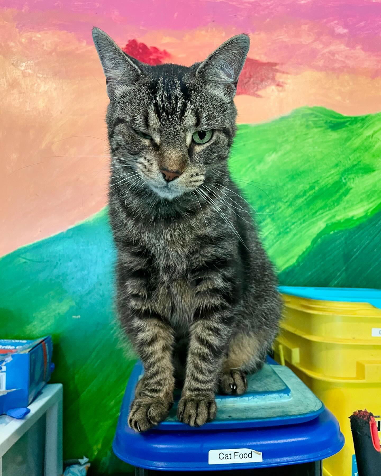 adoptable Cat in Harpers Ferry, WV named Trax