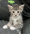 adoptable Cat in , WV named Toph