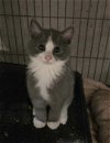adoptable Cat in ranson, WV named Rick