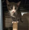 adoptable Cat in ranson, WV named Morty