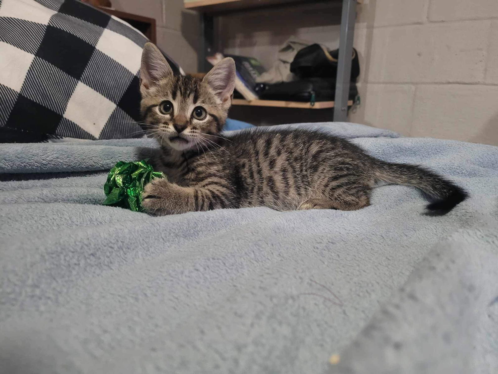 adoptable Cat in Ranson, WV named Toni the Tiger