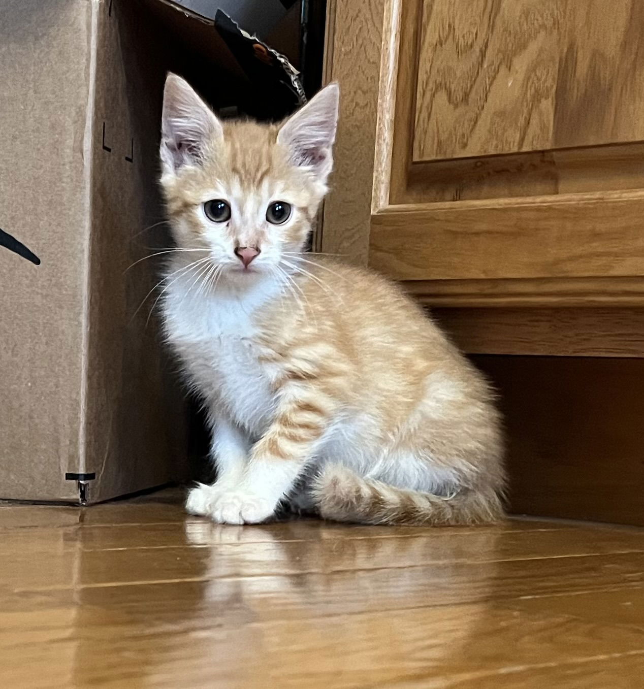 adoptable Cat in Ranson, WV named Alexander