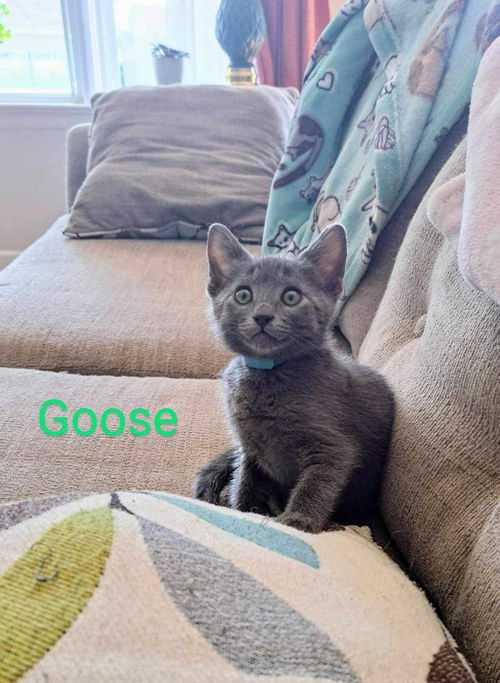 Goose