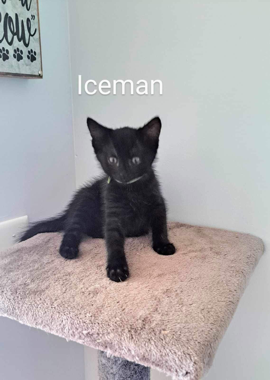 adoptable Cat in Ranson, WV named Iceman