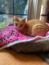 adoptable Cat in , WV named Punkie Brewster