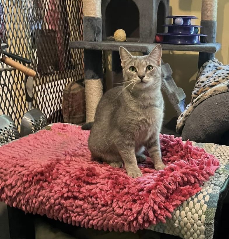 adoptable Cat in Ranson, WV named Silver