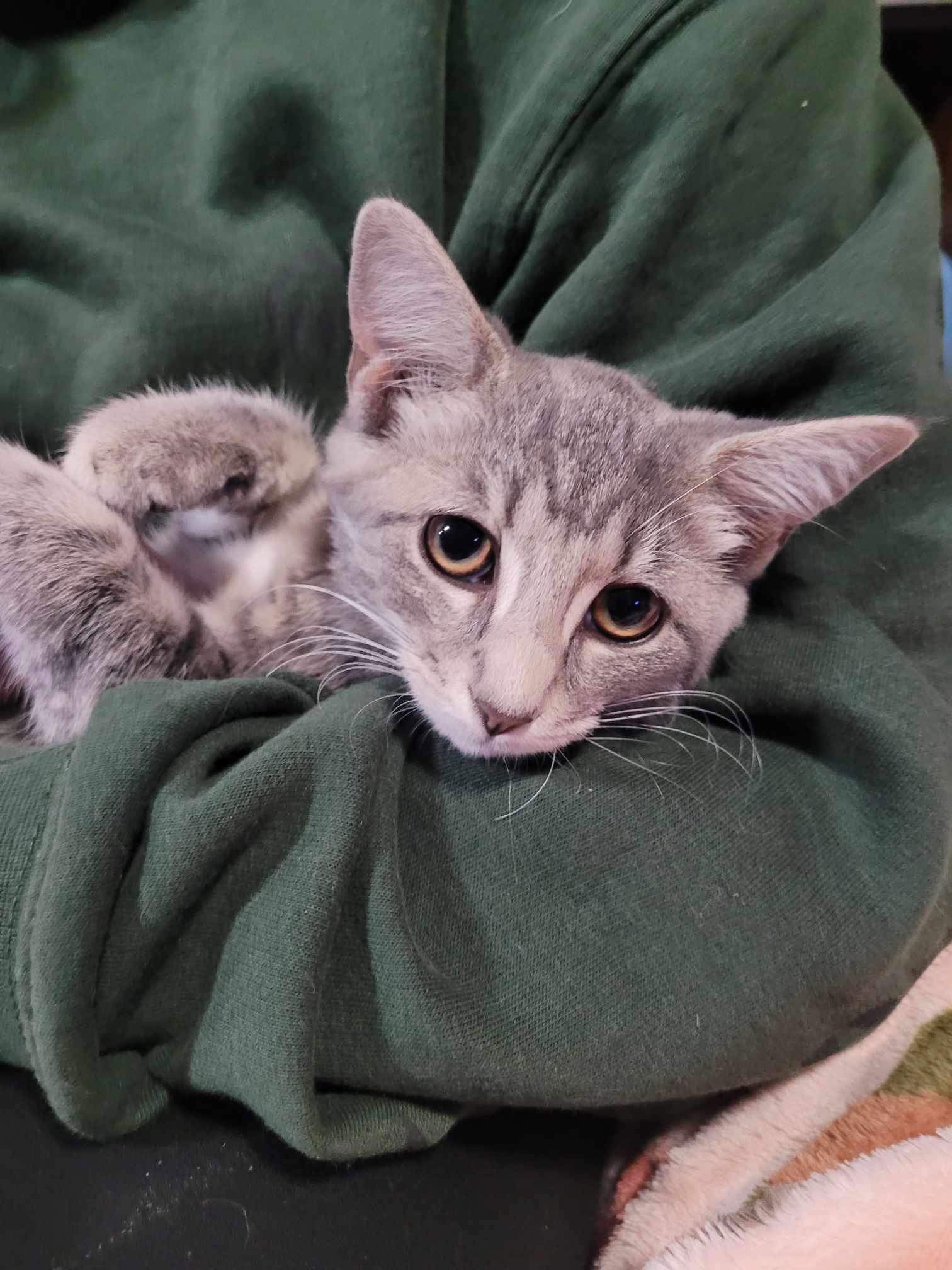 adoptable Cat in Ranson, WV named Chava