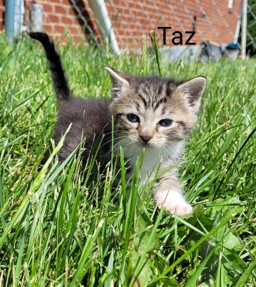 Taz