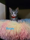 Bogey