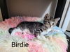 Birdie