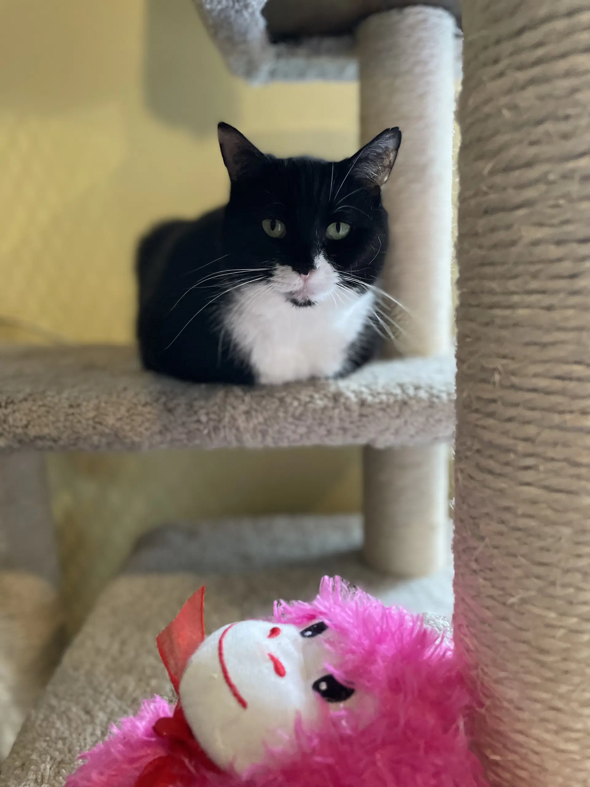 Charlie - Domestic Short Hair
