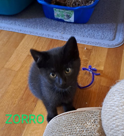 Zorro