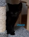 Ussop