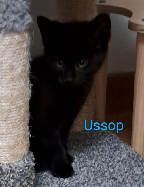 Ussop