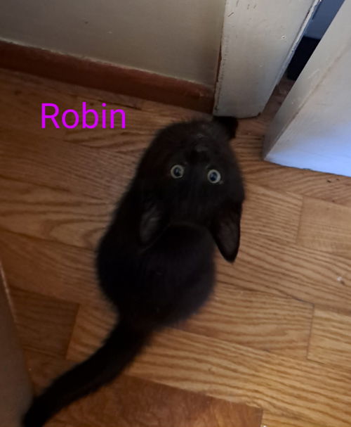 Robin