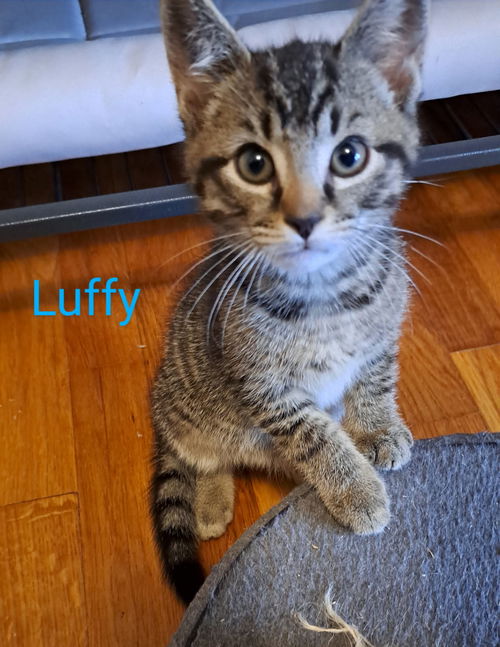 Luffy