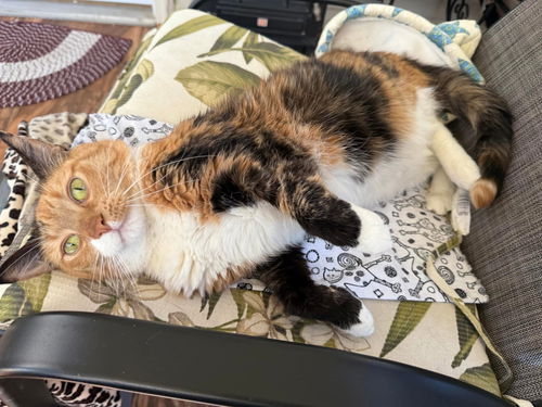 Nutmeg