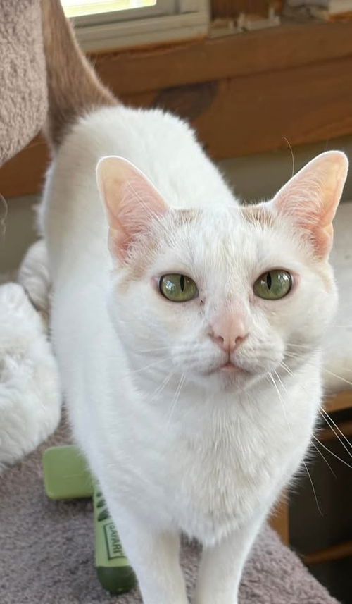 Elsie