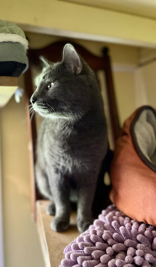 animal-image