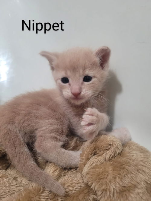 Nippet