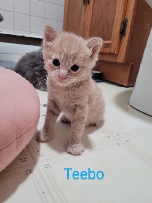 Teebo