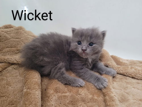 Wicket
