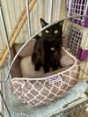 Dottie