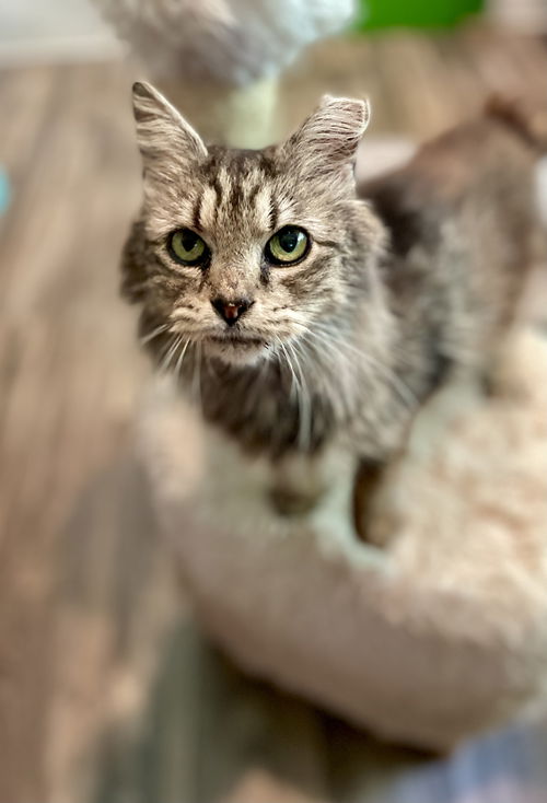 Sophia